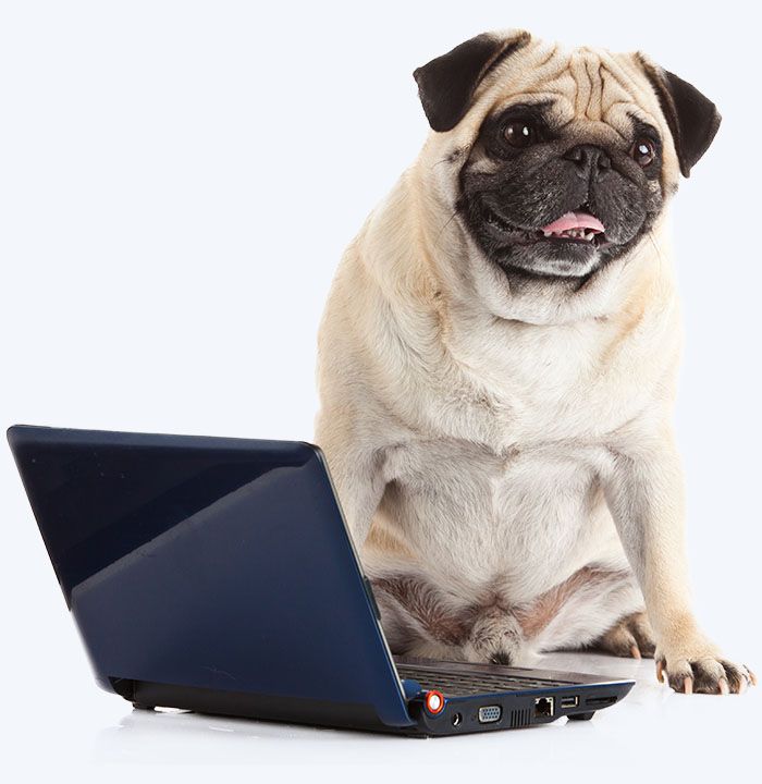 pug dog with computer