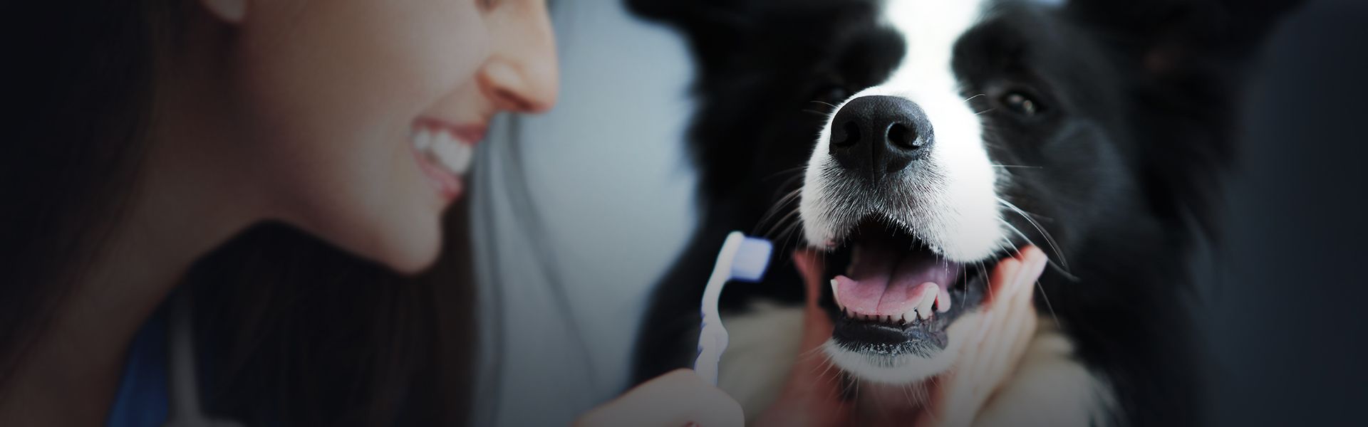 veterinarian cleaning the teeth of a border collie dog