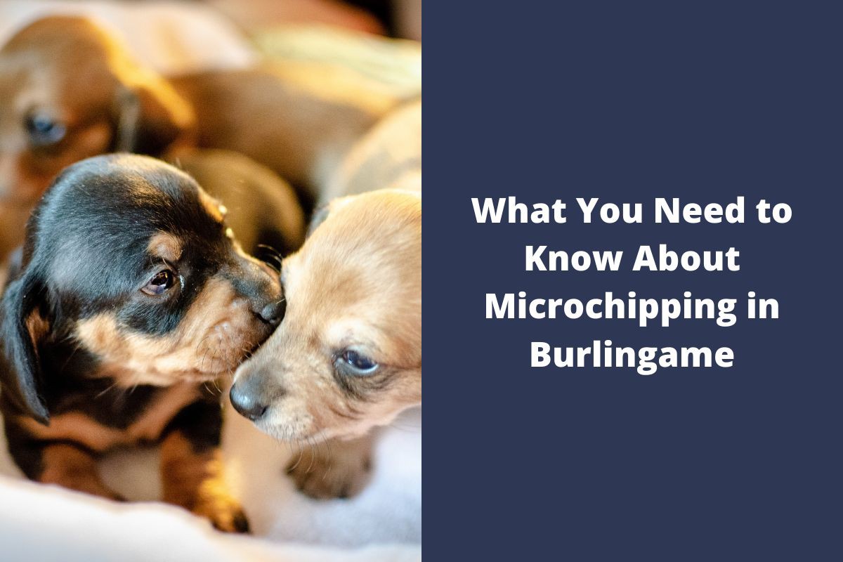 What You Need to Know About Microchipping in Burlingame