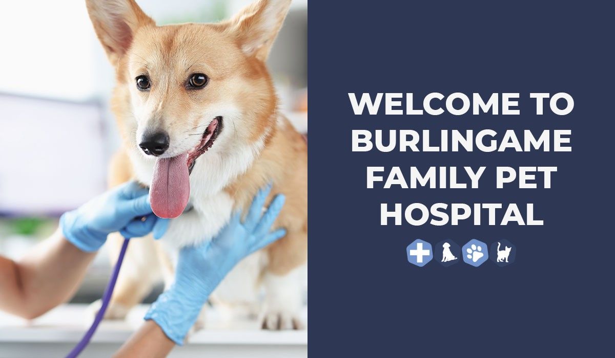 Welcome to Burlingame Family Pet Hospital