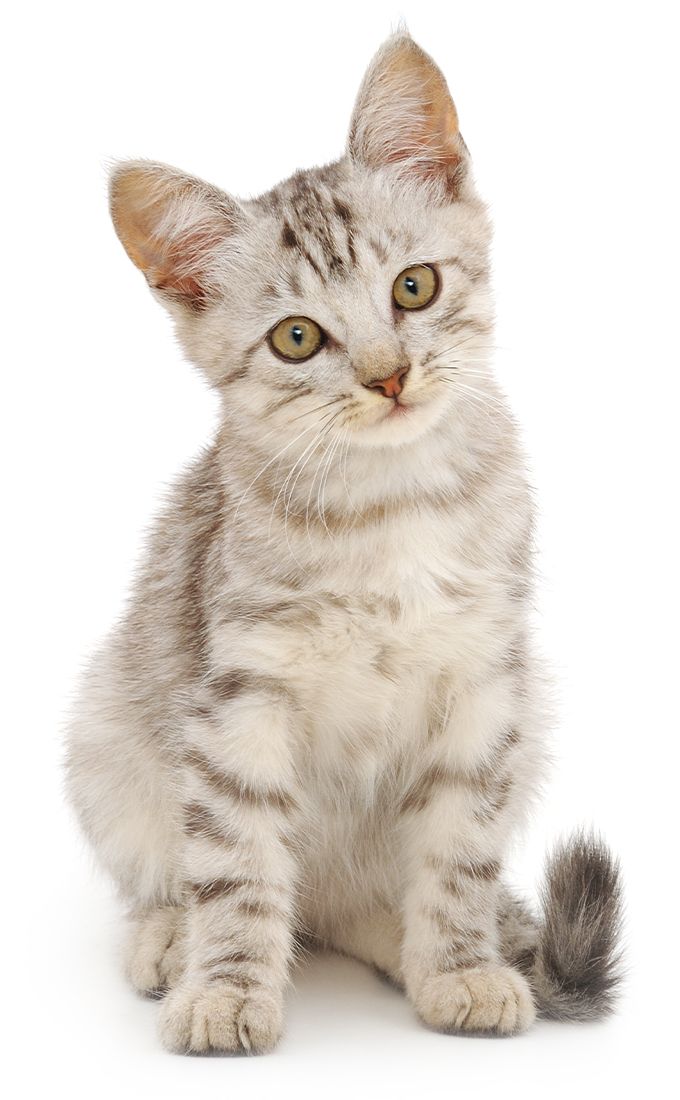 stripped kitten looking at the camera on white background