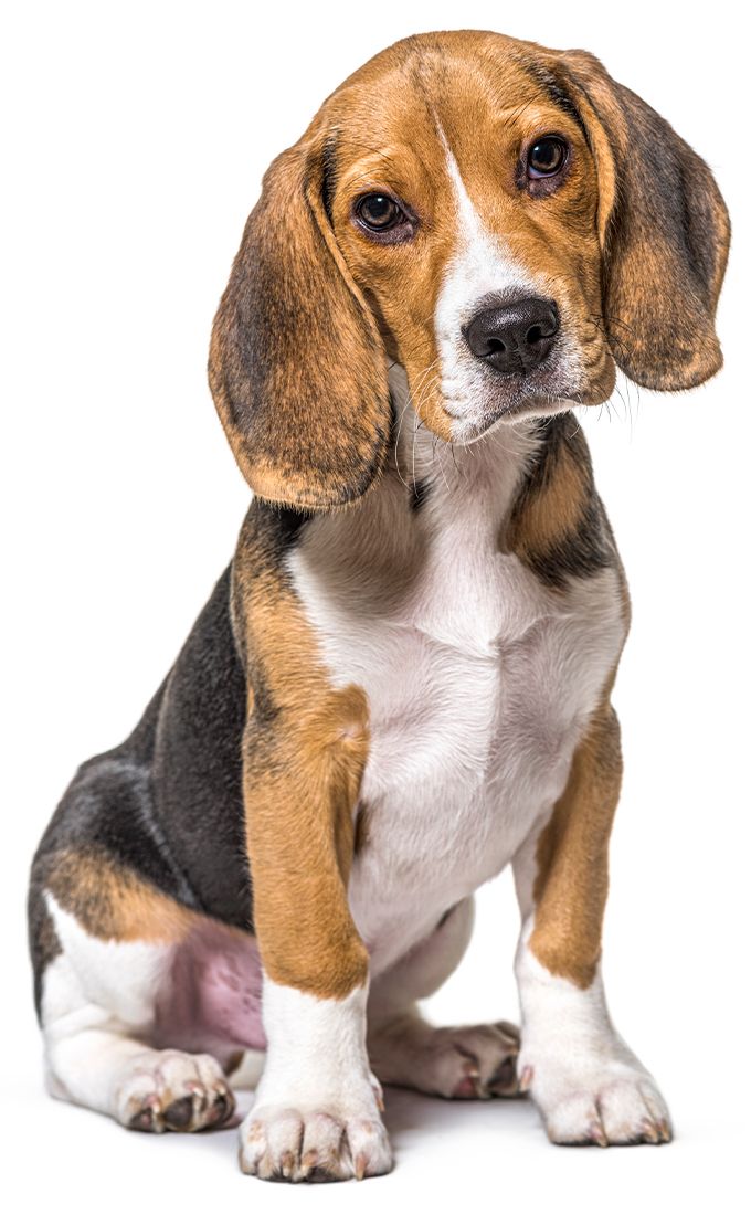 young beagle dog sitting on white background