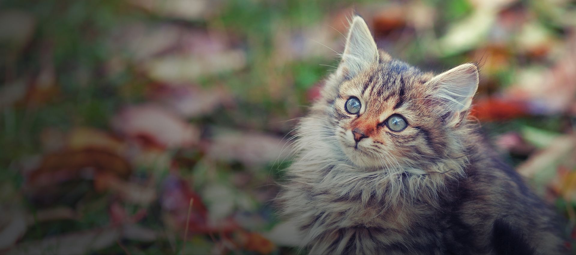 portrait of little kitten on the grass in autunm