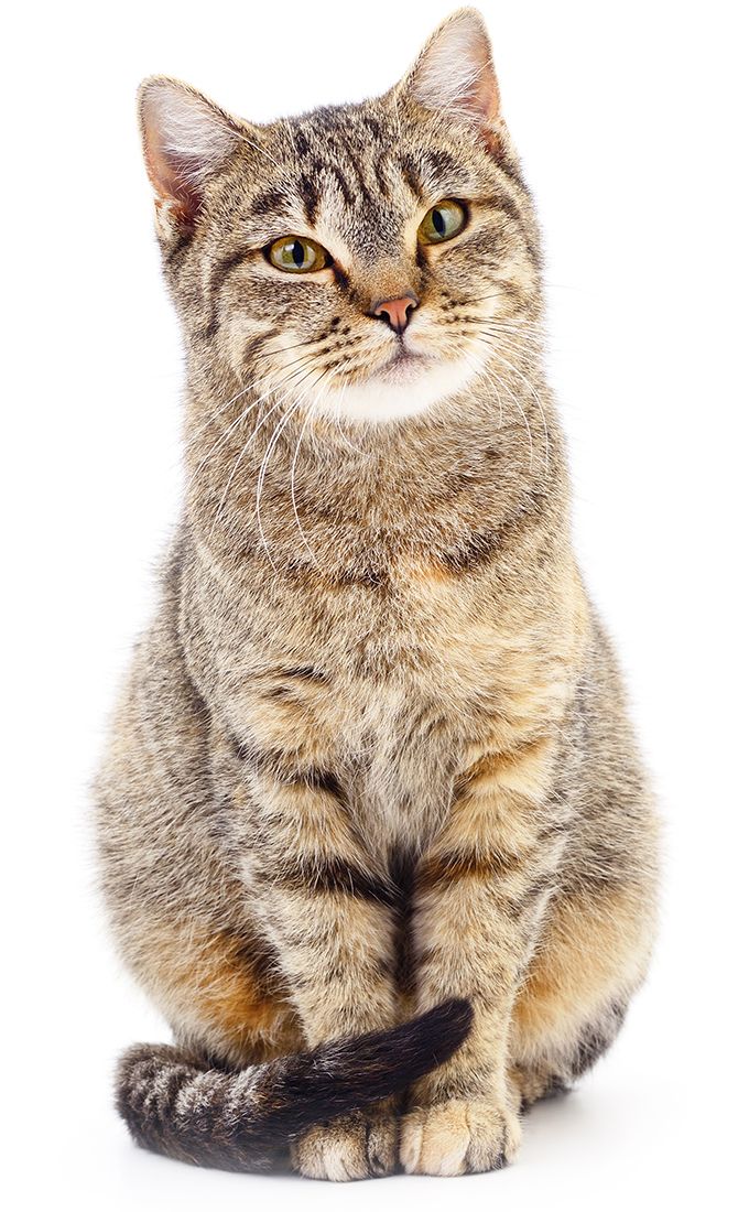 brown striped cat looking at the camera on white background
