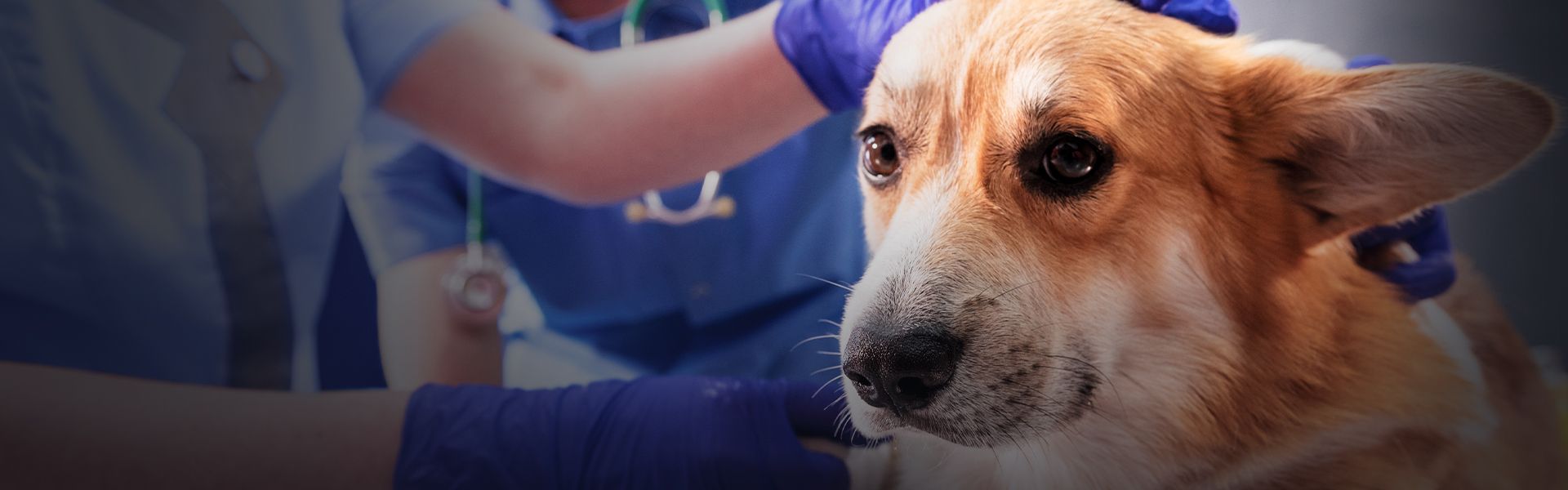 veterinarians preparing a corgi dog for surgery