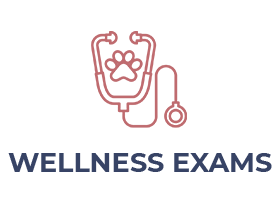 Wellness Exams