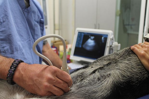 doctor rob west performing ultrasound on dog
