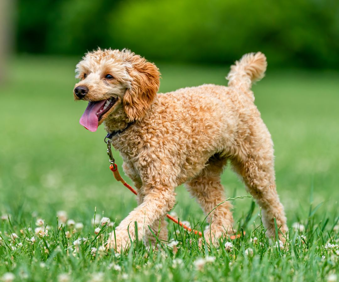 A dog on a leash in a grassy field