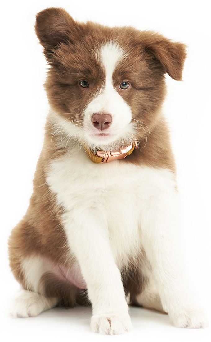 brown-and-white-border-collie-puppy-on-white-background
