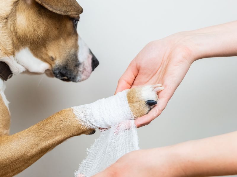 person bandaging dogs paw