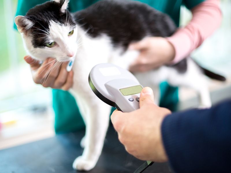 vet scanning cat microchip