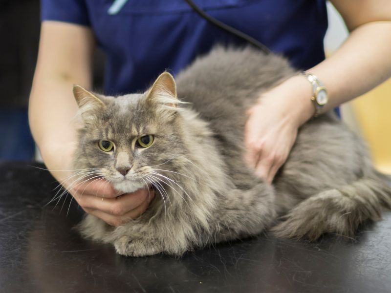 cat being examined by a vet