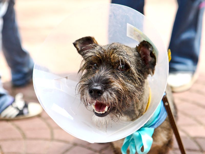 dog wearing surgery cone
