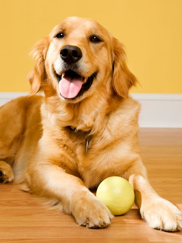 dog laying down with a ball